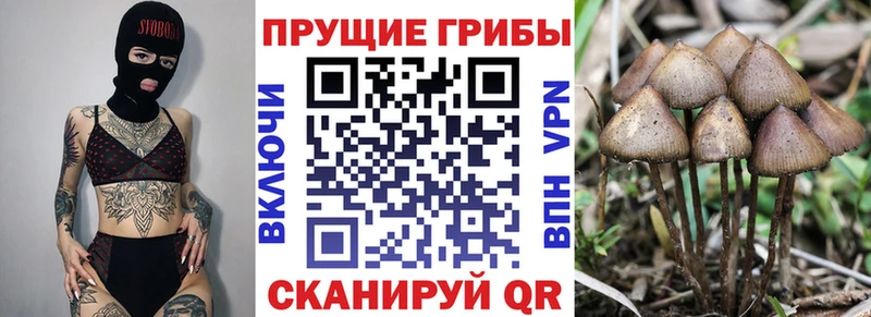 Галлюциногенные грибы Cubensis  Вологда 